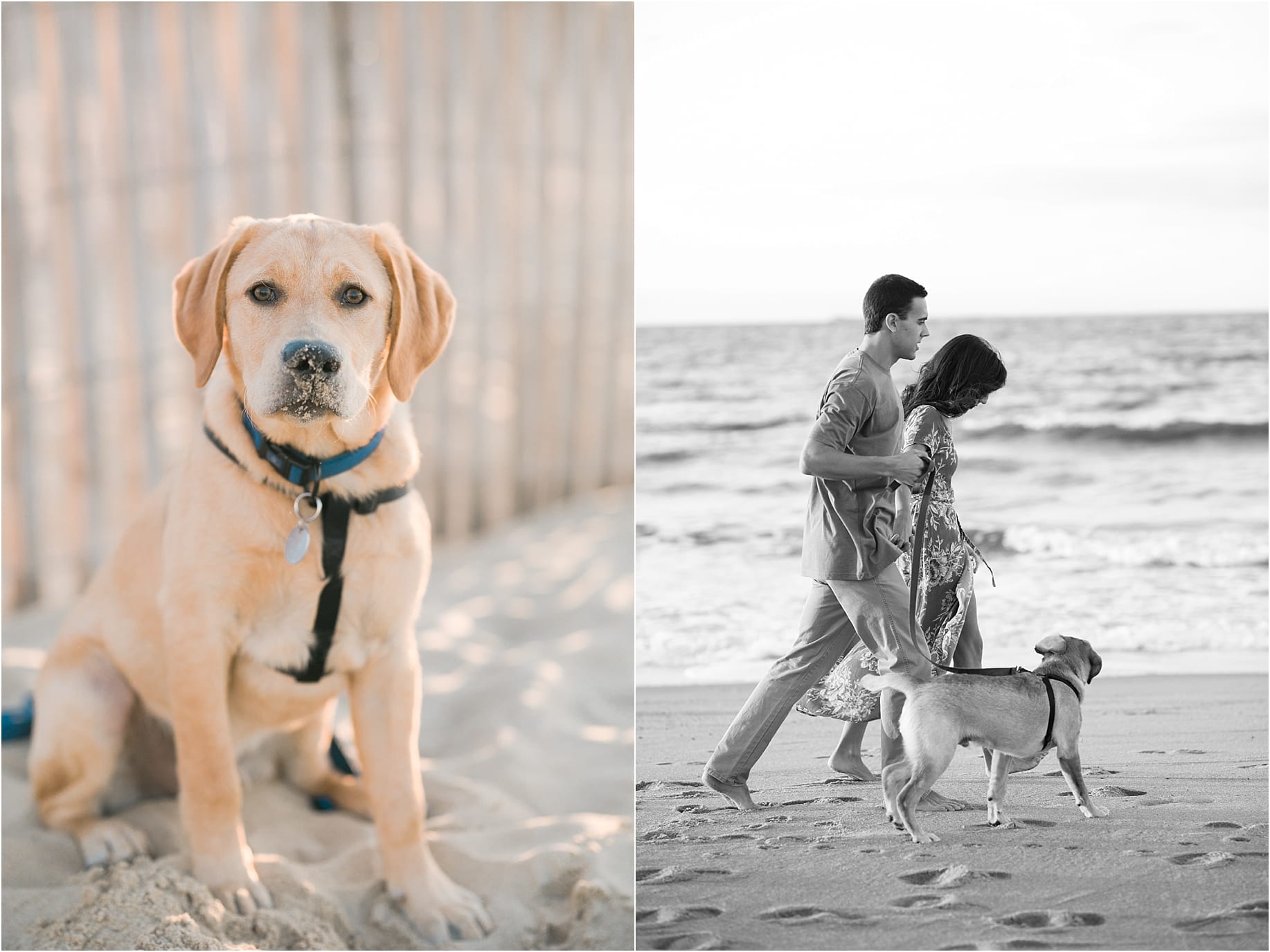 First Landing State Park Fall Engagements with Lab Puppy